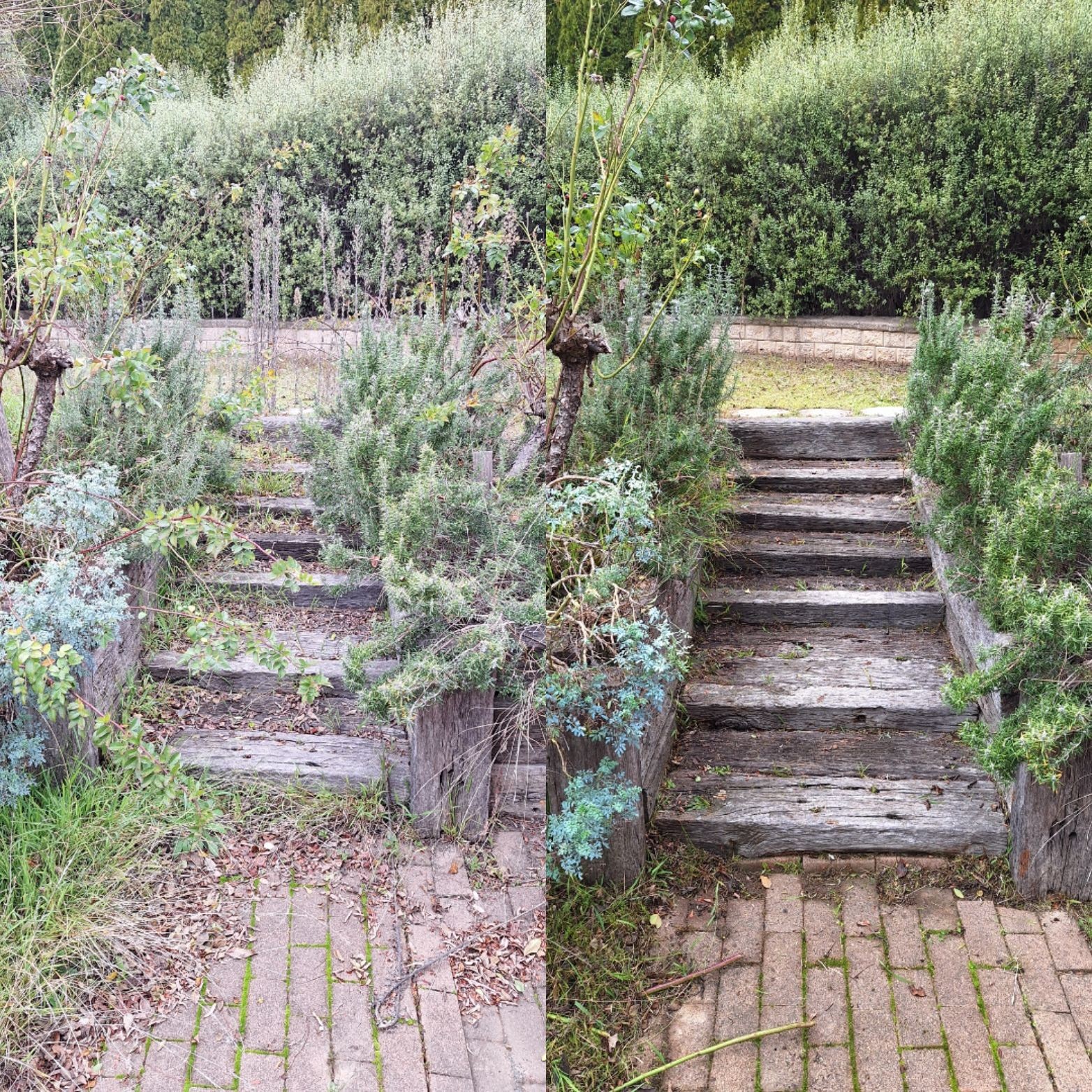 Before and after comparison of garden steps, showing cleaned and trimmed plants on the right side.