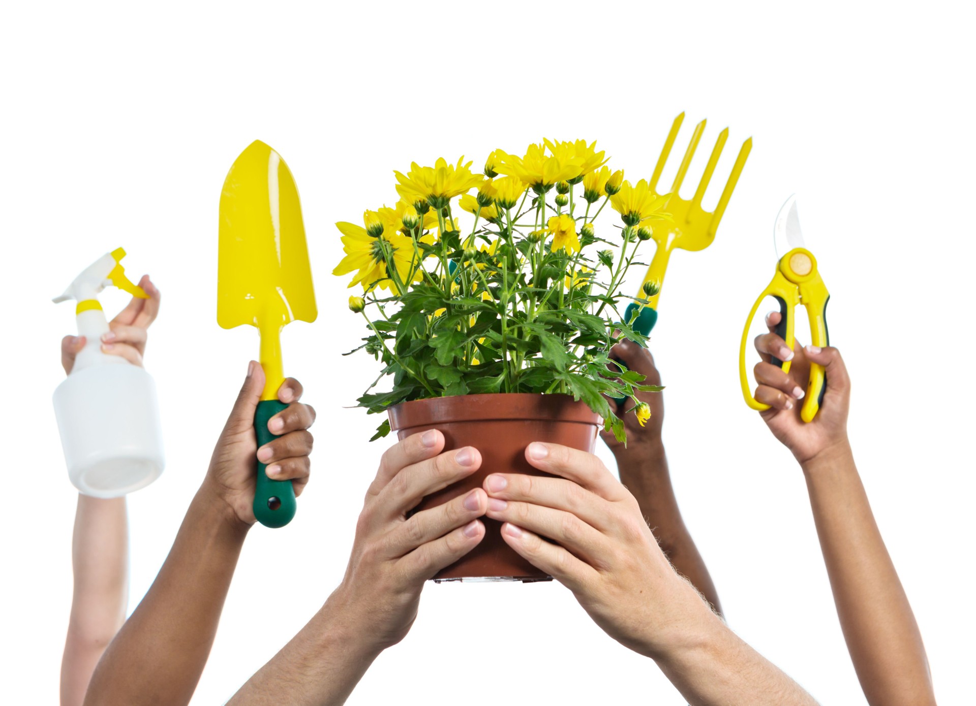 Hands hold potted plant and garden tools aloft