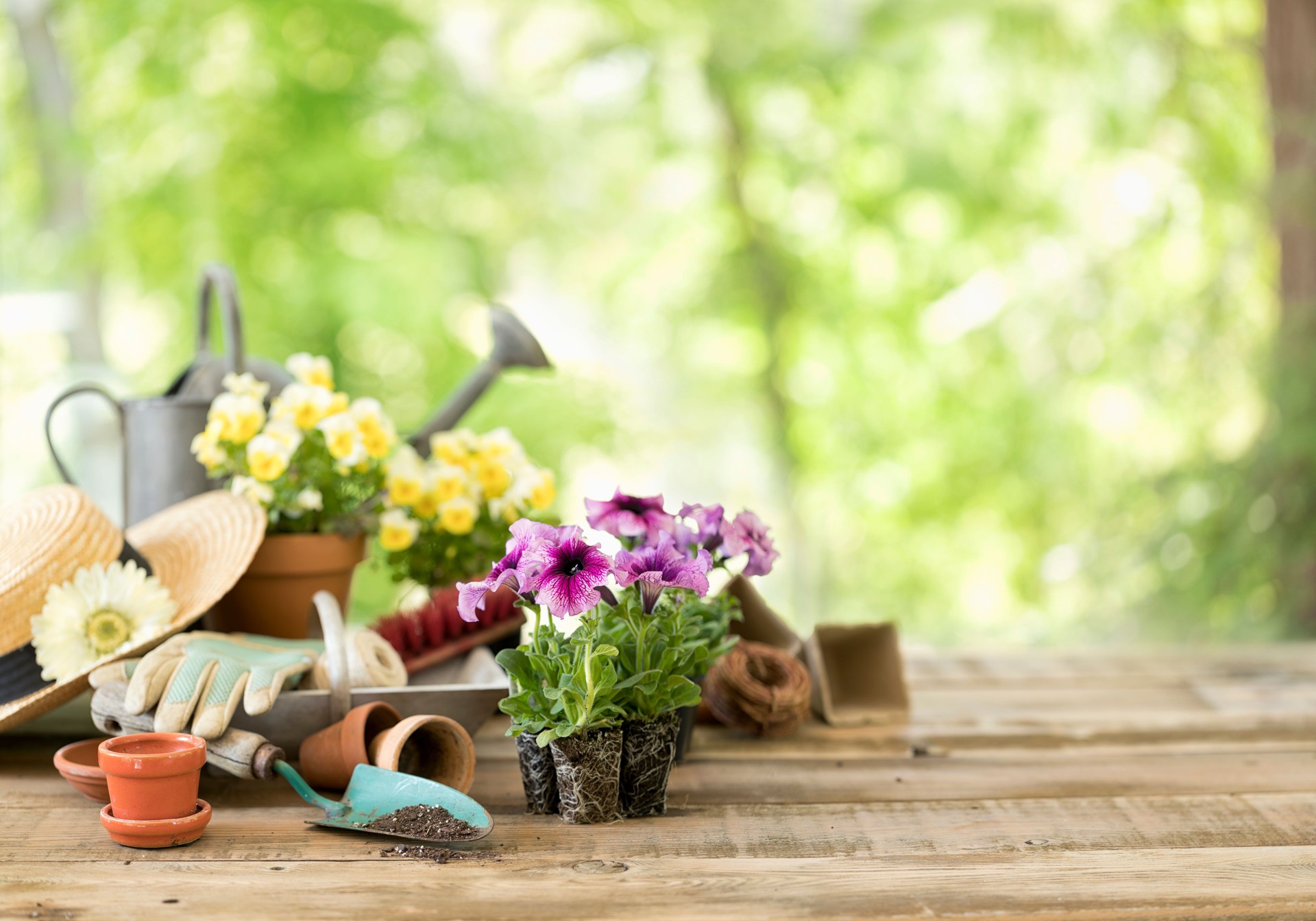 Garden Equipment and Spring Flowers Background