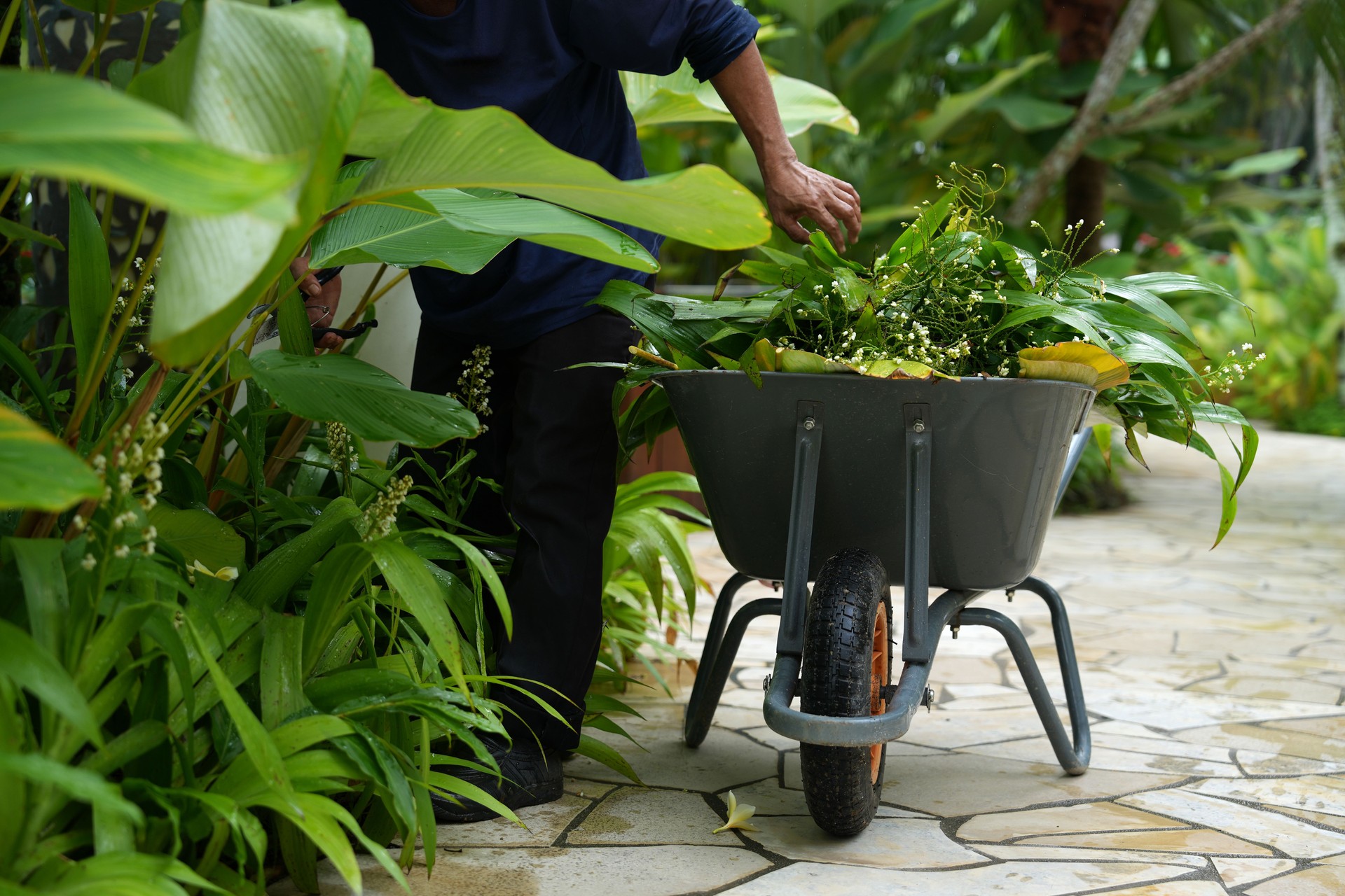 A gardener holds a pair of scissors in one hand while trimming a leaf in a lush tropical garden